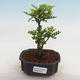 Pokojová bonsai - Zantoxylum piperitum - pepřovník - 1/5