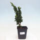 Venkovní bonsai - Cham. obtusa SEKKA HINOKI - Cypřišek - 1/2