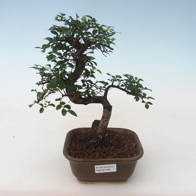 Pokojová bonsai - Ulmus parvifolia - Malolistý jilm PB2191748 - 1