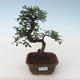 Pokojová bonsai - Ulmus parvifolia - Malolistý jilm PB2191748 - 1/3