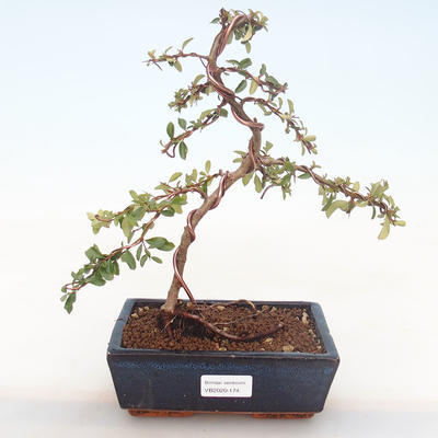 Venkovní bonsai-Pyracanta Teton -Hlohyně VB2020-174 - 1