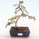 Venkovní bonsai-Pyracanta Teton -Hlohyně VB2020-174 - 1/2
