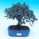 Venkovní bonsai Quercus suber - Korkový dub - 1/4
