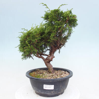 Venkovní bonsai - Juniperus chinensis Itoigawa -Jalovec čínský - 1