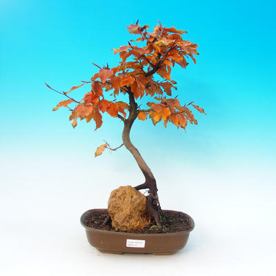 Venkovní bonsai - Fagus sylvatica - Buk lesní