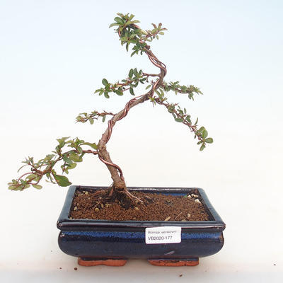 Venkovní bonsai-Pyracanta Teton -Hlohyně VB2020-177 - 1
