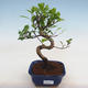 Pokojová bonsai - Ficus retusa -  malolistý fíkus - 1/2