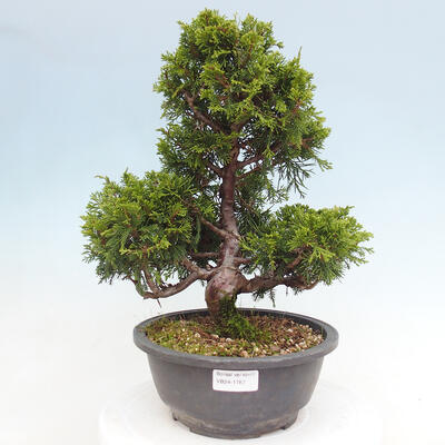 Venkovní bonsai - Juniperus chinensis Itoigawa -Jalovec čínský - 1