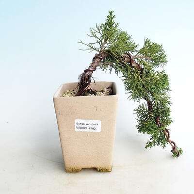 Venkovní bonsai - Juniperus chinensis -Jalovec čínský