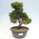 Venkovní bonsai - Juniperus chinensis Itoigawa -Jalovec čínský - 1/4
