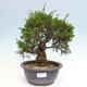 Venkovní bonsai - Juniperus chinensis Itoigawa -Jalovec čínský - 1/4