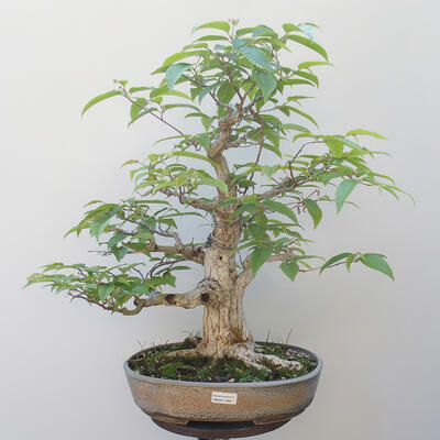 Venkovní bonsai -Carpinus CARPINOIDES - Habr korejský - 1