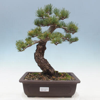 Venkovní bonsai - Pinus parviflora - borovice drobnokvětá - 1