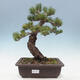 Venkovní bonsai - Pinus parviflora - borovice drobnokvětá - 1/4