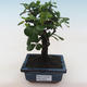 Pokojová bonsai - Carmona macrophylla - Čaj fuki PB2191811 - 1/5
