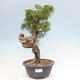 Venkovní bonsai - Juniperus chinensis Itoigawa -Jalovec čínský - 1/5