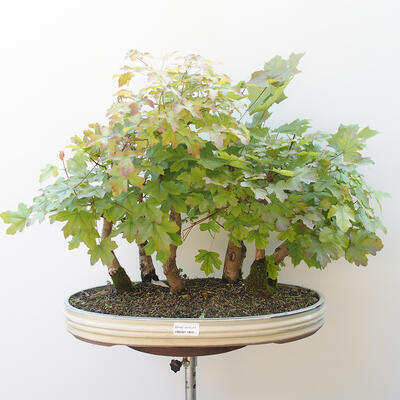 Acer campestre,acer platanoudes - Javor babyka, klen - 1