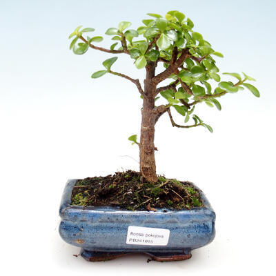 Pokojová bonsai - Portulakaria Afra - Tlustice - 1