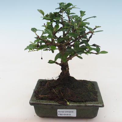 Pokojová bonsai - Carmona macrophylla - Čaj fuki PB2191819 - 1
