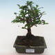 Pokojová bonsai - Carmona macrophylla - Čaj fuki PB2191819 - 1/5