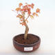 Venkovní bonsai-Acer palmatum Sango Koku- Javor dlanitolistý - 1/2