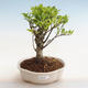 Pokojová bonsai - Ficus retusa -  malolistý fíkus - 1/2