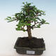 Pokojová bonsai - Carmona macrophylla - Čaj fuki PB2191822 - 1/5