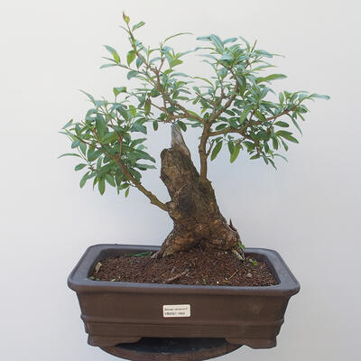 Venkovní bonsai - ptačí zob Ligustrum - 1