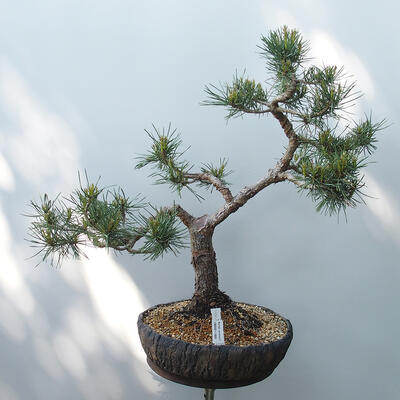 Venkovní bonsai - Pinus sylvestris Watereri  - Borovice lesní - 1