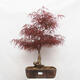 Venkovní bonsai - Javor dlanitolistý - Acer palmatum RED PYGMY - 1/6