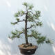 Venkovní bonsai - Pinus sylvestris - Borovice lesní - 1/4