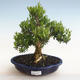Pokojová bonsai - Buxus harlandii - korkový buxus - 1/5