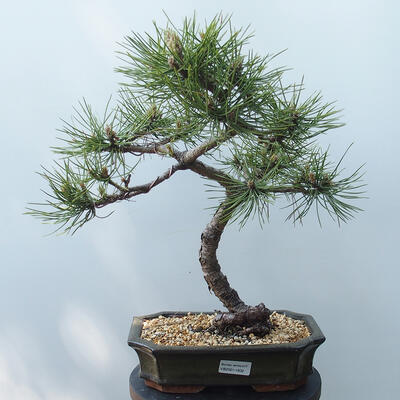 Venkovní bonsai - Pinus Nigra - Borovice černá - 1
