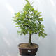 Venkovní bonsai Quercus - dub - 1/5