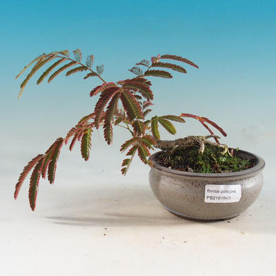 Pokojová bonsai - Albízie - akácie - 1
