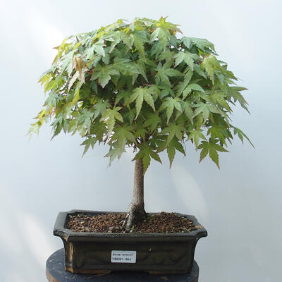 Venkovní bonsai - Acer palmatum-Javor dlanitolistý