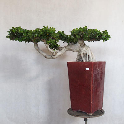 Pokojová bonsai - Ficus nitida -  malolistý fíkus - 1