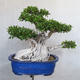 Pokojová bonsai - Ficus kimmen -  malolistý fíkus - 1/5