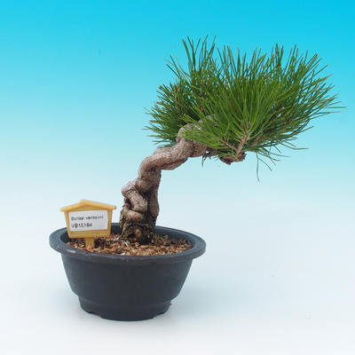 Venkovní bonsai - Borovice černá - Pinus THUNBERGII - 1