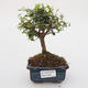 Pokojová bonsai -Ligustrum retusa - malolistý ptačí zob - 1/4