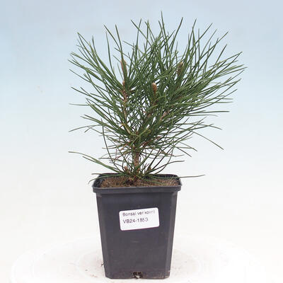 Venkovní bonsai - Pinus thunbergii - Borovice thunbergova