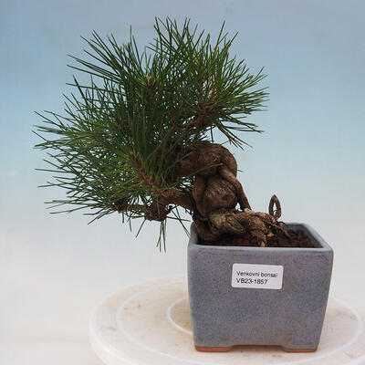 Venkovní bonsai - Pinus thunbergii - Borovice thunbergova - 1