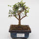 Pokojová bonsai -Ligustrum retusa - malolistý ptačí zob - 1/4