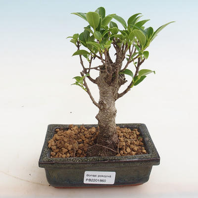 Pokojová bonsai - Ficus retusa -  malolistý fíkus - 1