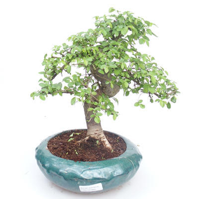 Pokojová bonsai - Ulmus parvifolia - Malolistý jilm PB2191865 - 1