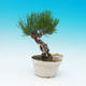 Venkovní bonsai - Borovice černá - Pinus THUNBERGII - 1/2