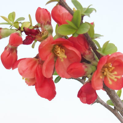Venkovní bonsai - Chaenomeles spec. Rubra - Kdoulovec VB2020-186 - 1