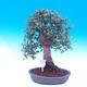 Venkovní bonsai Quercus suber - Korkový dub - 1/4