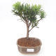 Pokojová bonsai - Podocarpus - Kamenný tis PB2191876 - 1/4
