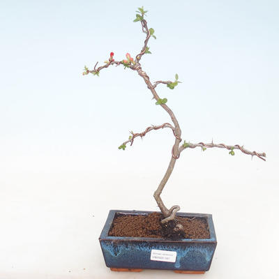 Venkovní bonsai - Chaenomeles spec. Rubra - Kdoulovec VB2020-187 - 1